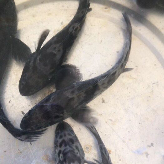 诏安县 鮸鱼，赤嘴鳘