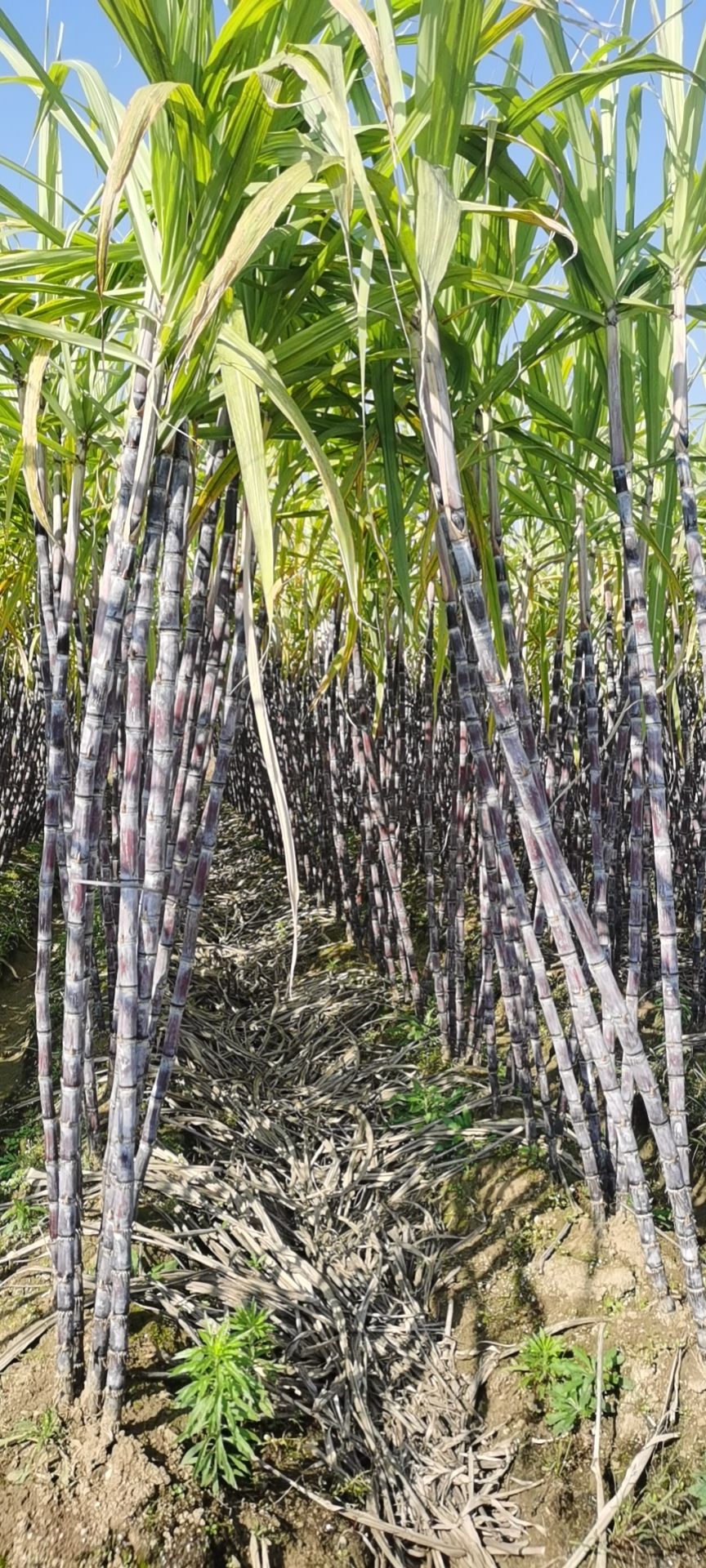广西阳朔黑皮甘蔗，两头甜。囗感，又软又甜不开列，节巴均匀。