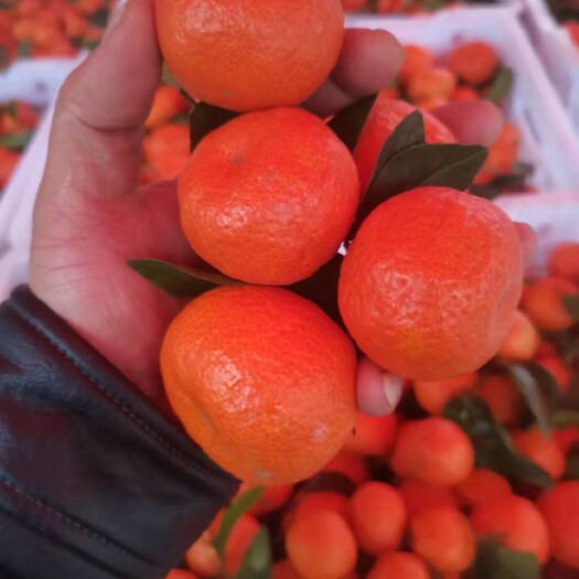 桂林沙糖桔，电商果，市场果，产地一手货源，可视频看货，