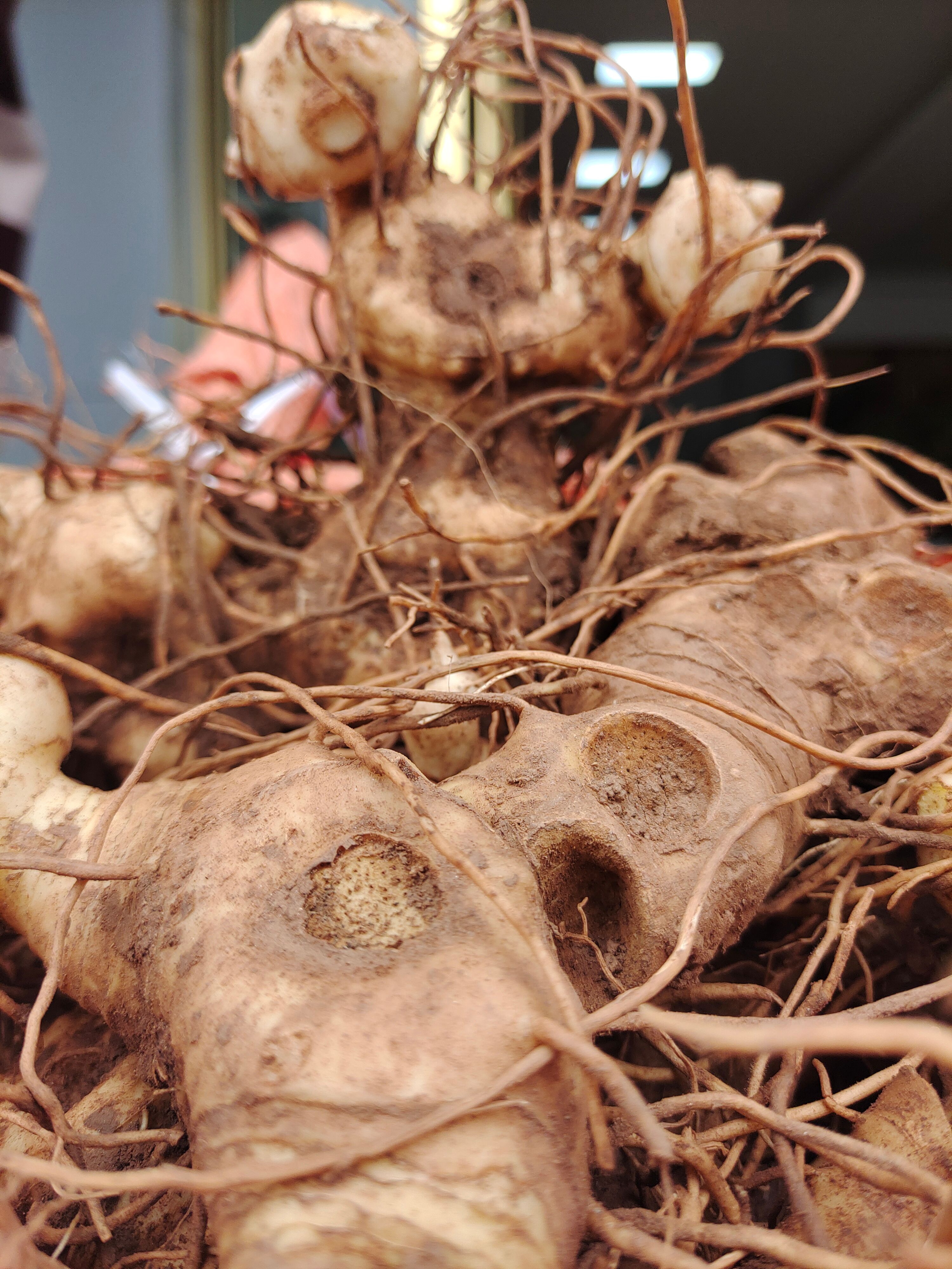鸡头黄精 滇黄精 姜形多花不倒苗黄精