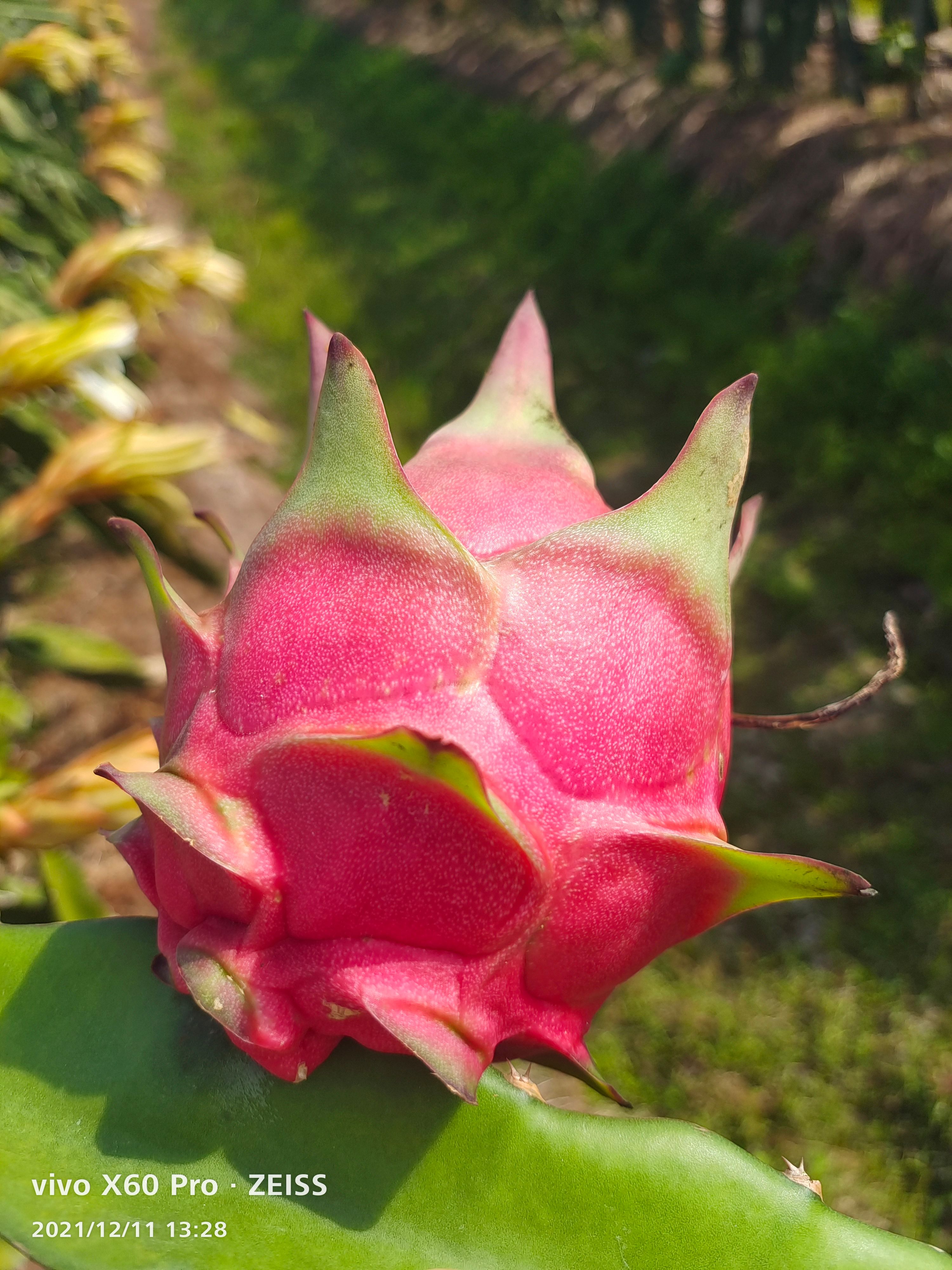 金都一号火龙果 金都一号，红宝龙，大红，桂红龙