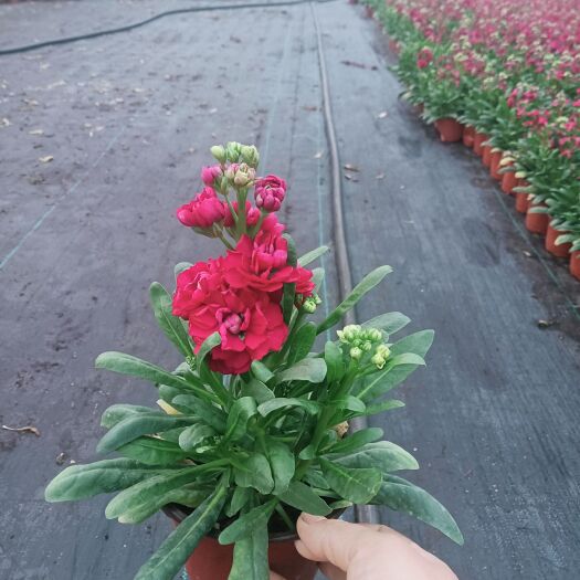 平湖市 金鱼草，紫罗兰