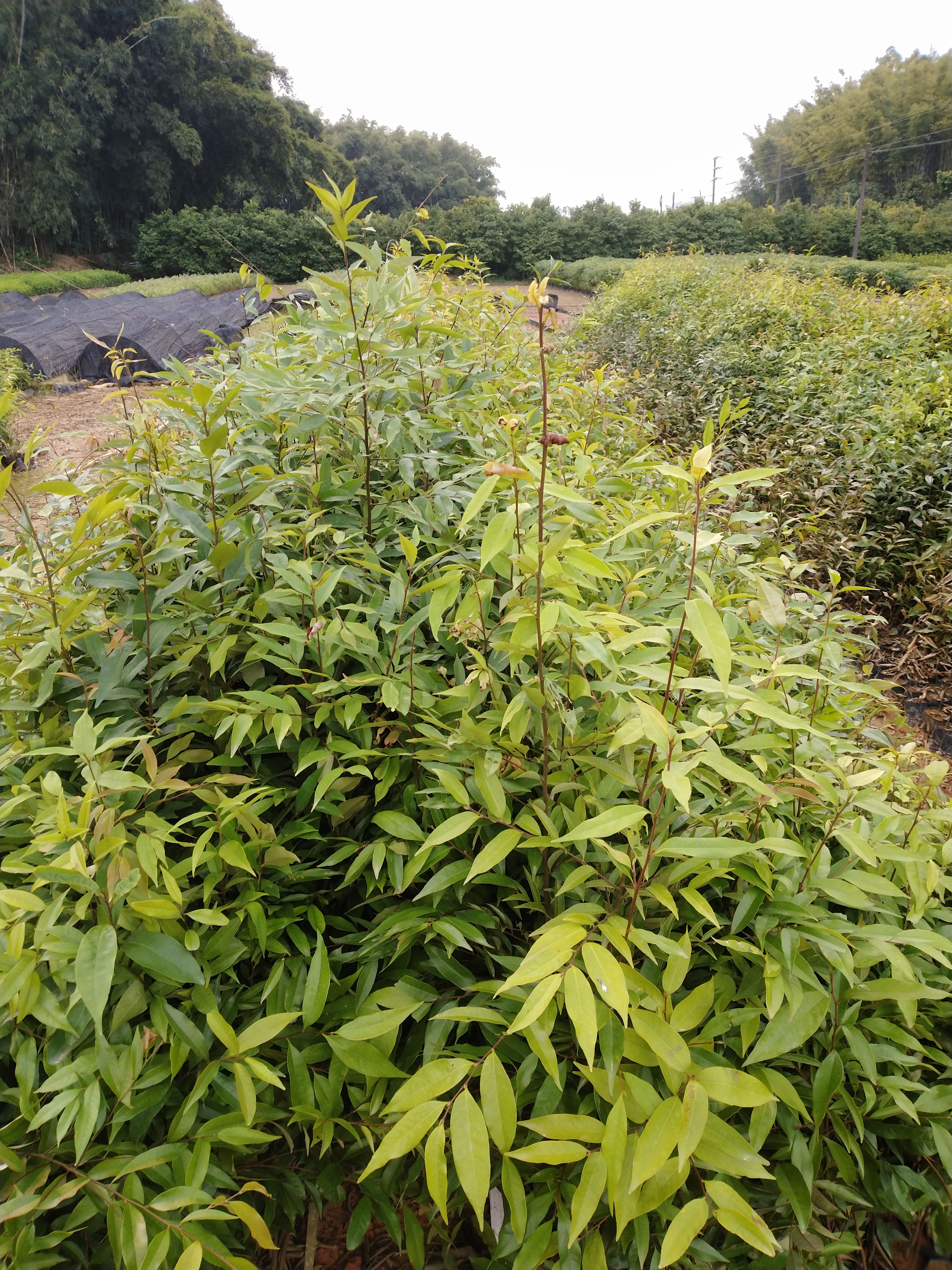 红椎树苗 广东广州增城发货 优质种苗