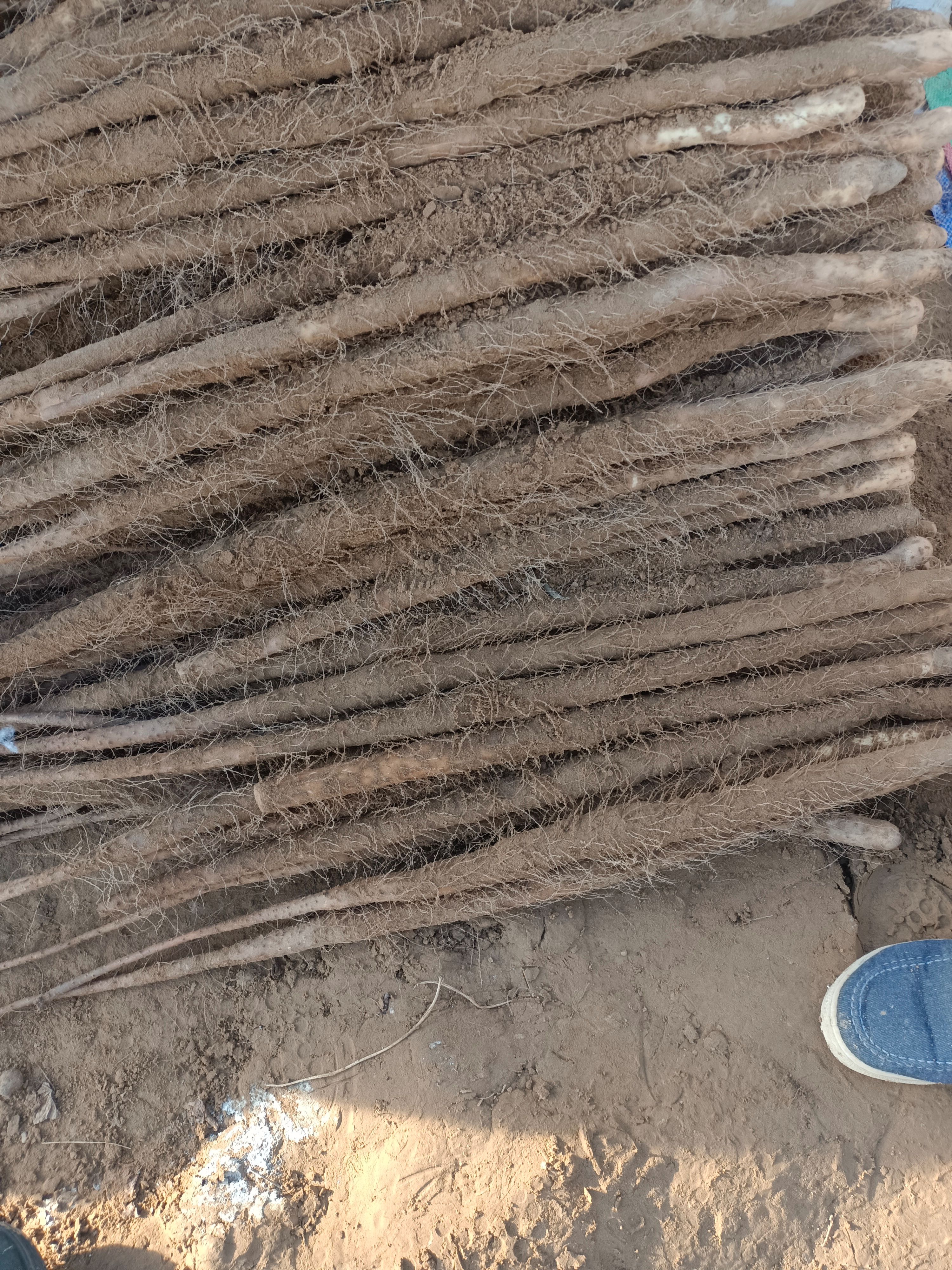  铁棍山药，口感面甜，量大从优