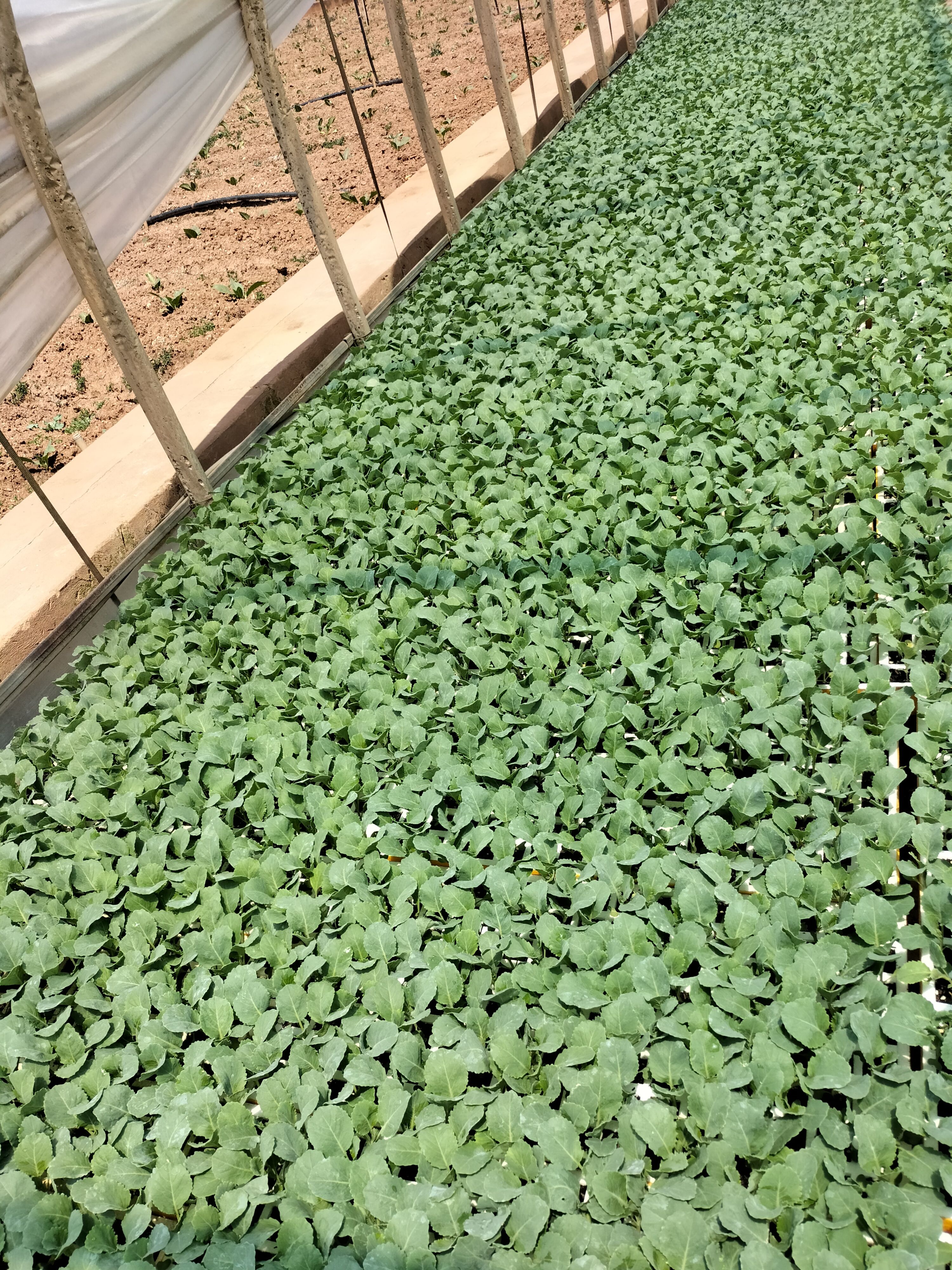 包菜苗圆包菜甘蓝苗，牛心甘蓝苗