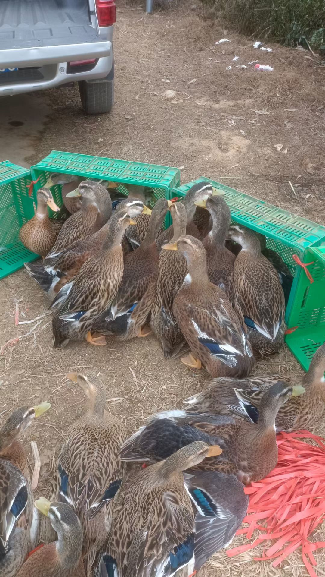  钦州土鸭  开栏中6斤