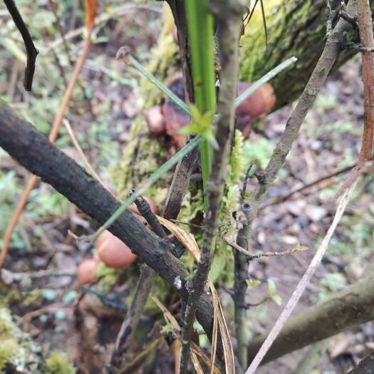大方县野生马桑菌