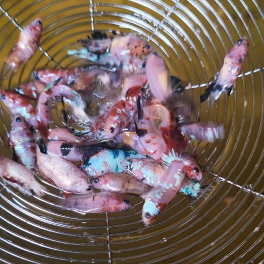 北海五彩搏鱼 泰国斗鱼苗2-3cm 批发