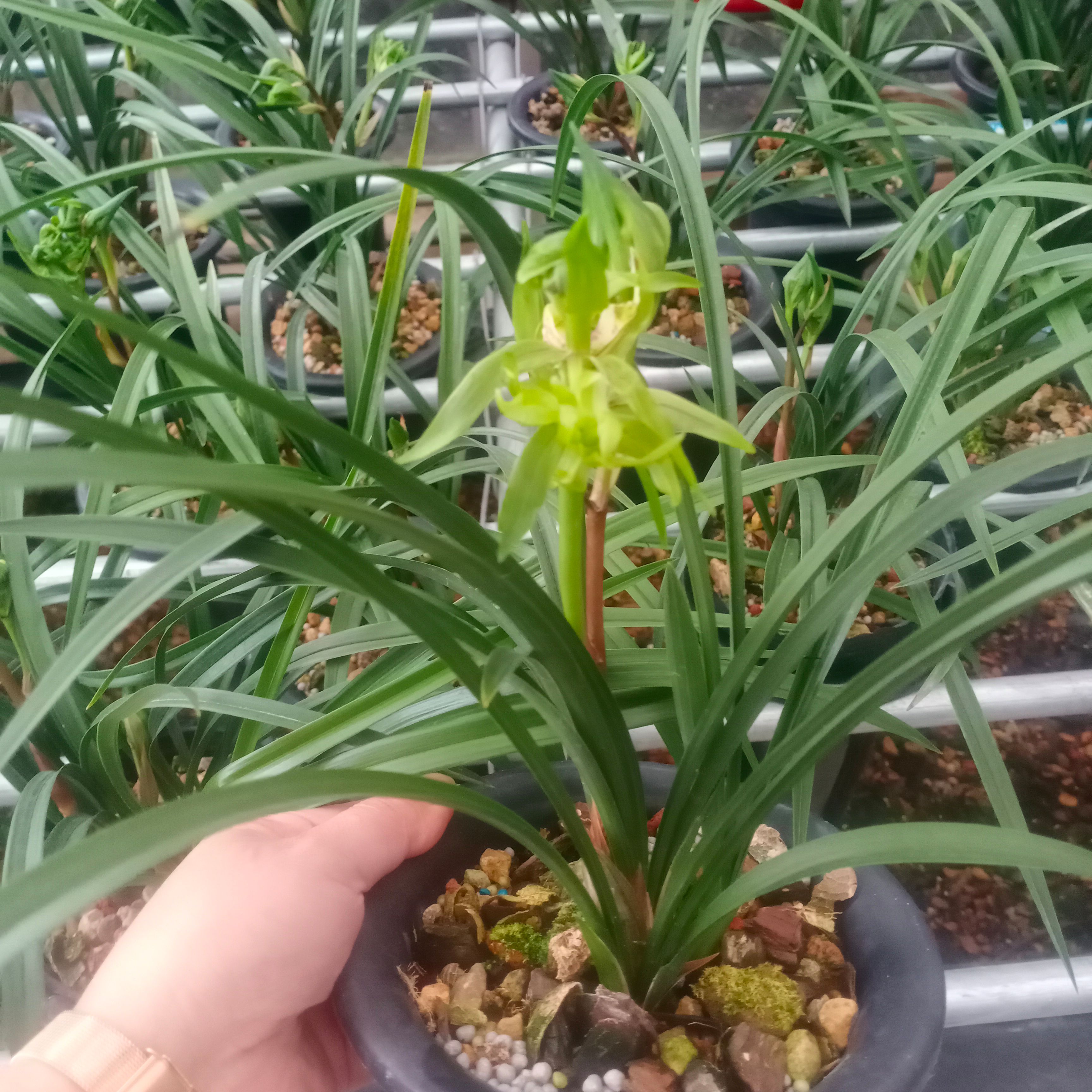 花卉盆栽兰花苗春兰花开富贵兰花盆带花苞办公室内绿植老种国兰