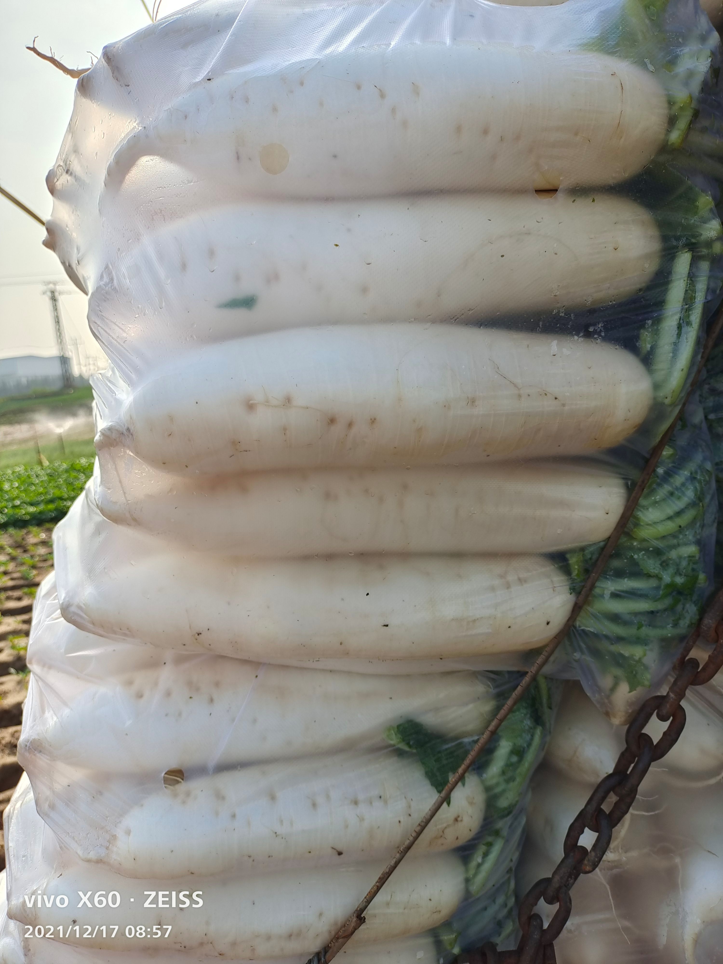  福建精品白萝卜