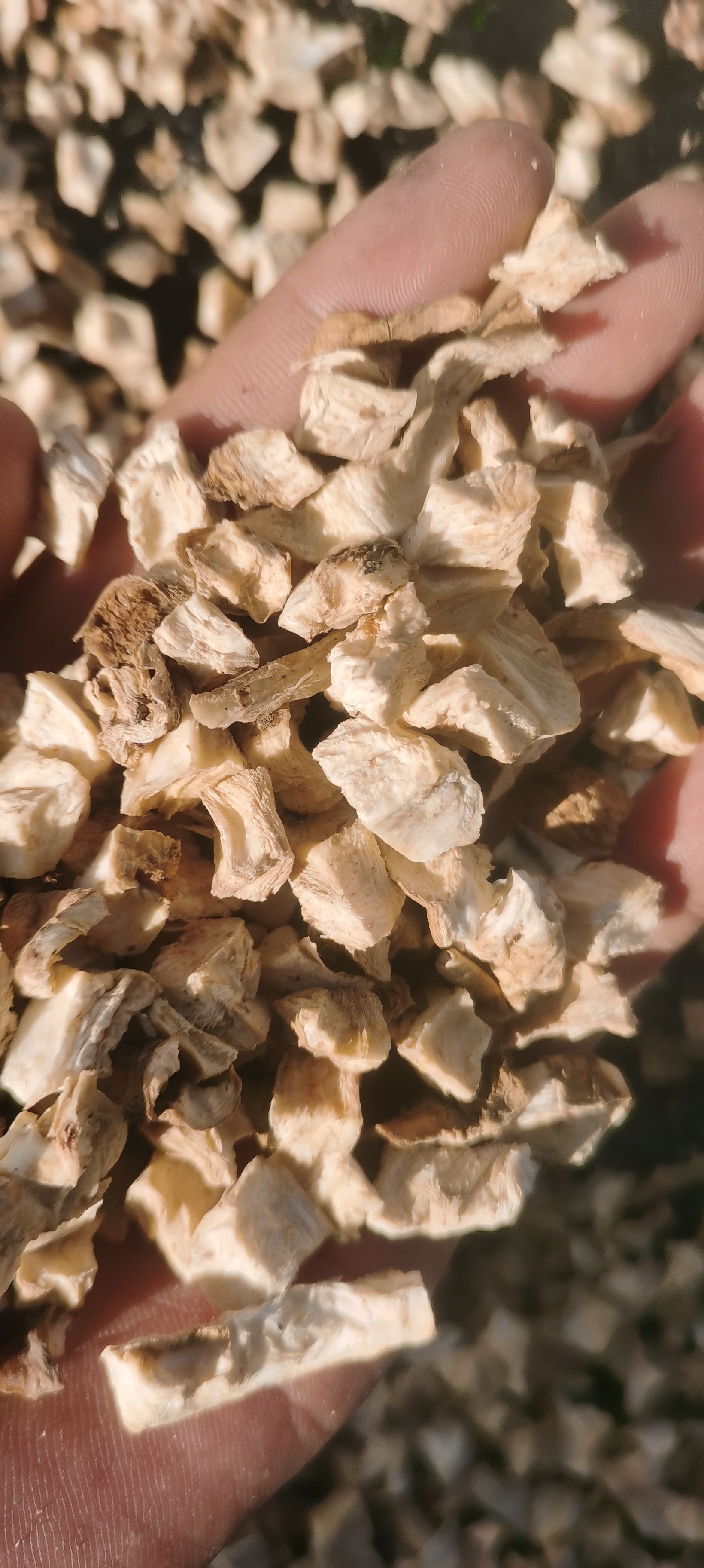  菊苣根