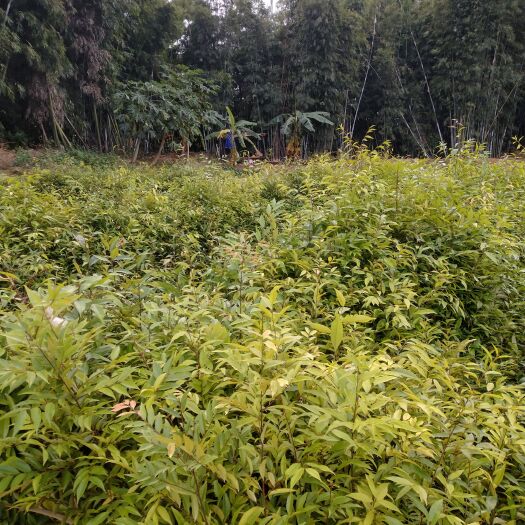 广州红椎树苗 自家种植 红椎