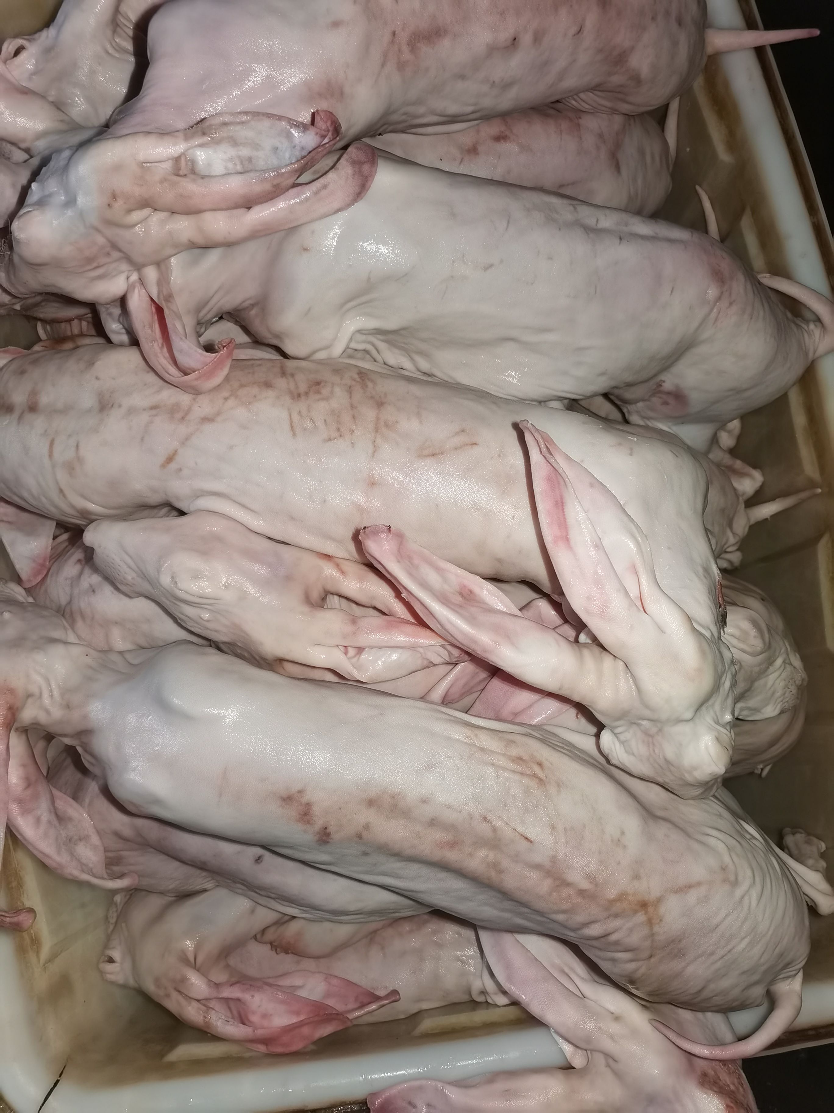 兔肉类 春堂兔毛有限公司常年供应现杀放血生鲜冷冻的带皮（去皮