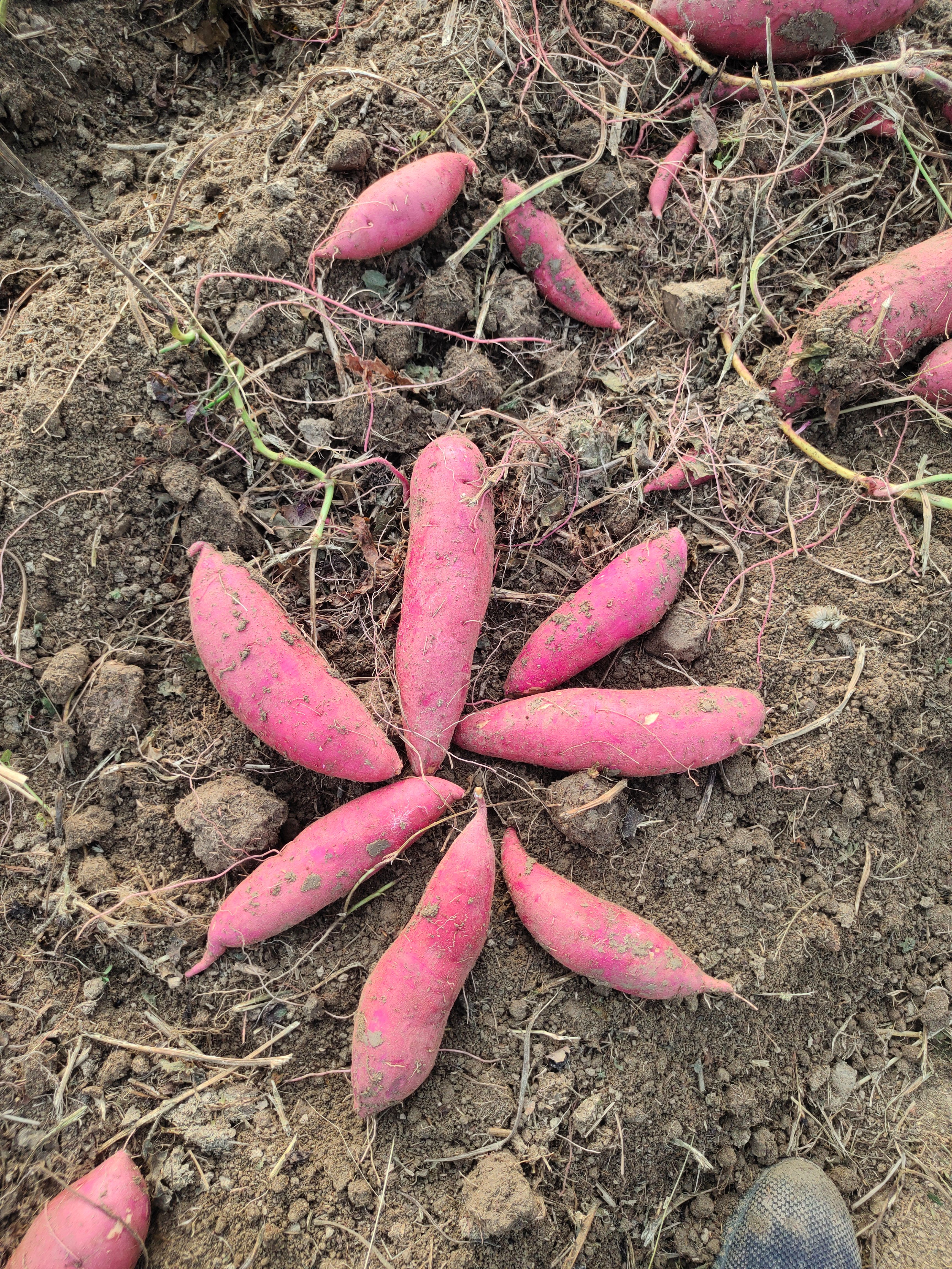 蜜薯 西瓜红安徽省阜阳市颍上县 2两~1斤 红皮 红心
