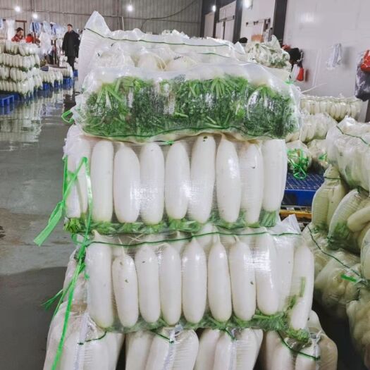 天门市精品三，四排白萝卜