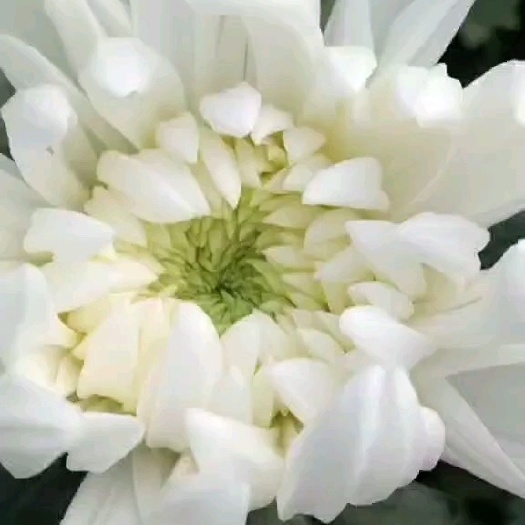 新沂市鲜切花黄白菊