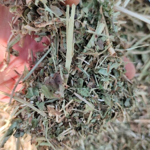 唐河县花生秧 黄绿