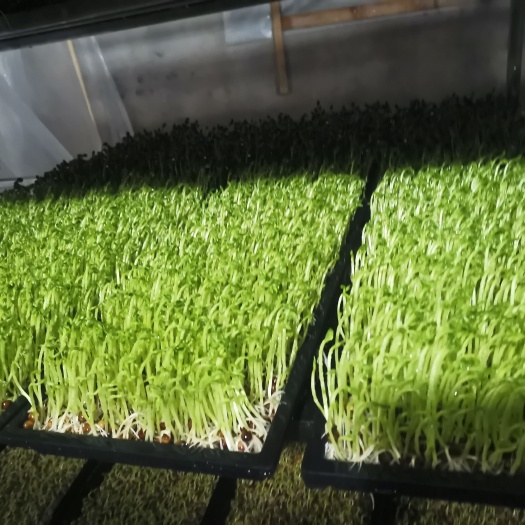 菏泽 有机豌豆苗