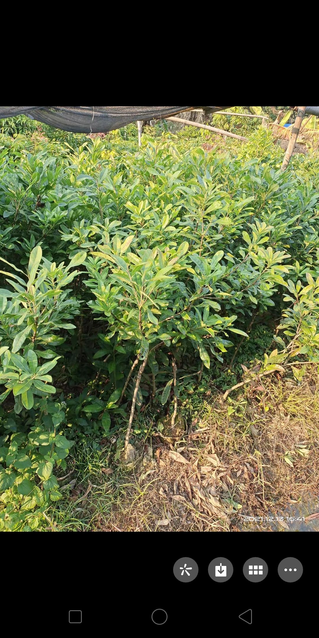 东魁杨梅树苗 东魁杨梅苗