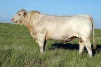 肉牛 1000-1400斤 公母混合 屠宰牛 12月龄