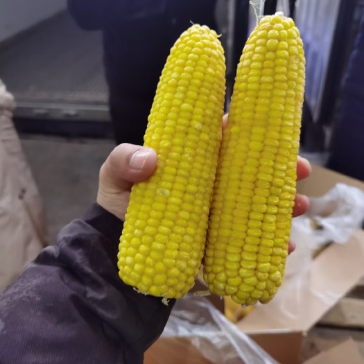 忻州玉米甜糯玉米和水果玉米