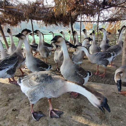 湛江肉鹅 大白沙  产地直供   价格优惠