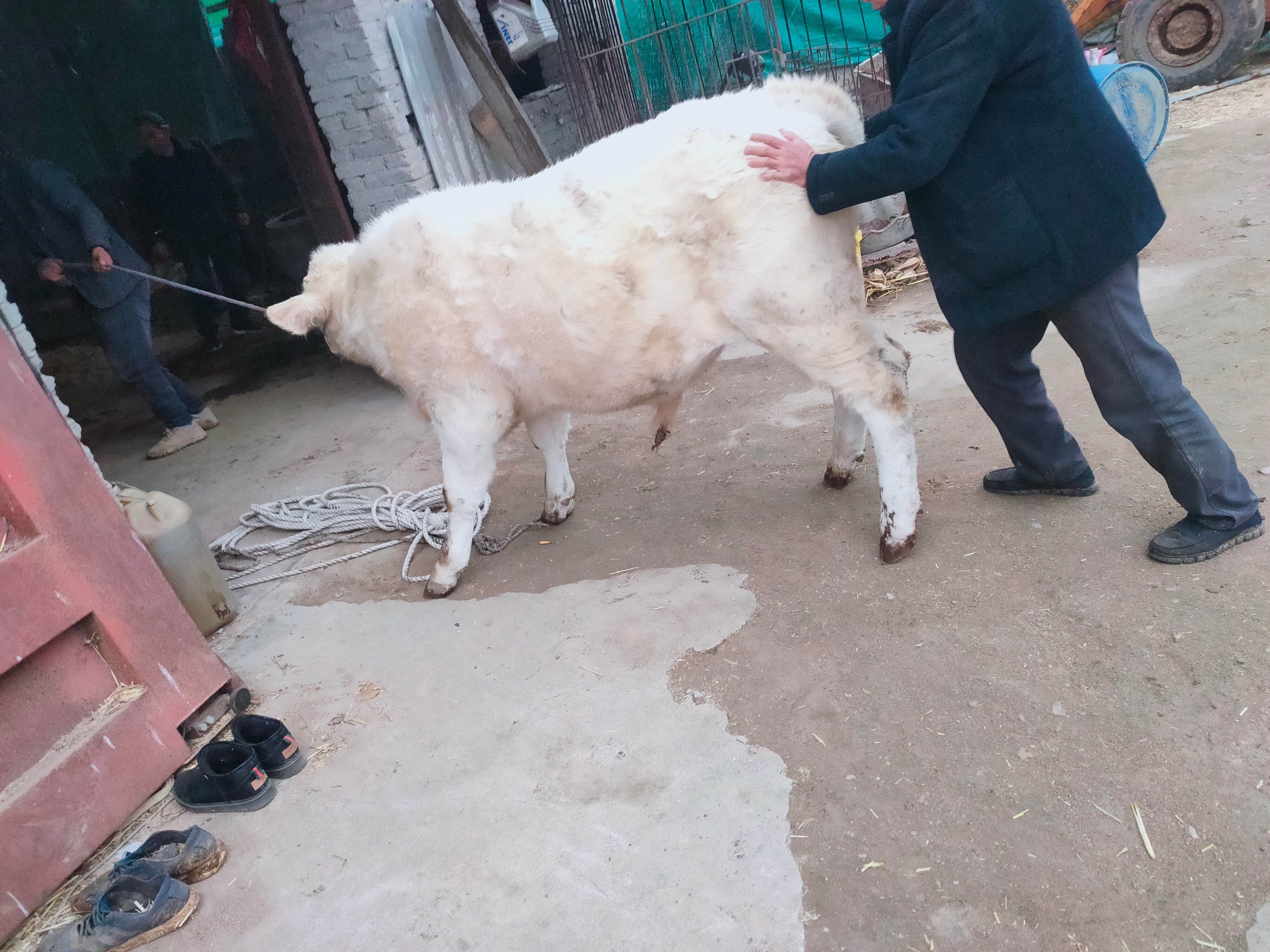 夏洛莱牛  夏南牛300- 500斤 公母混合 牛犊 4-5月龄