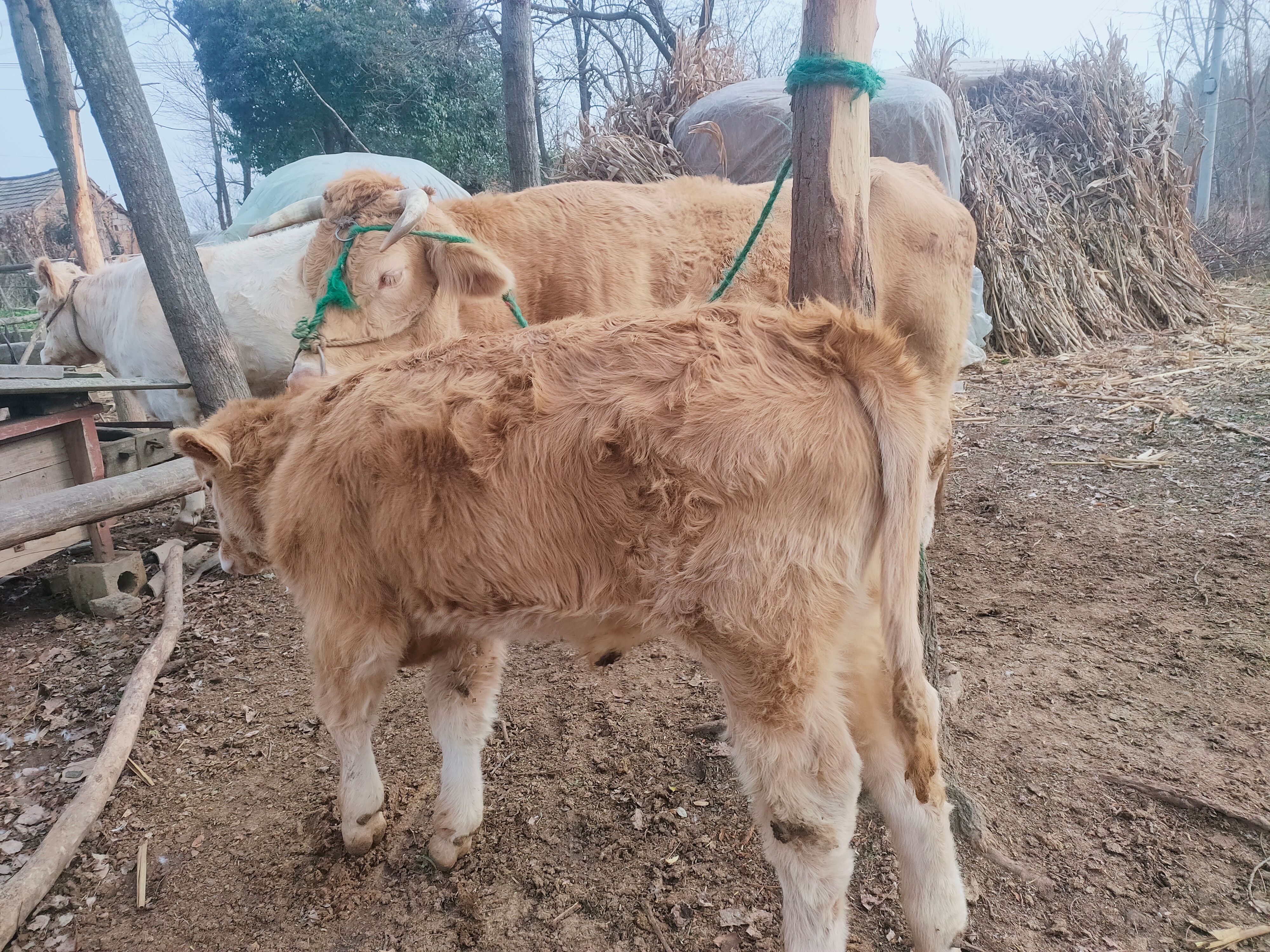 夏洛莱牛    精品优质夏南牛 300一500斤 公母混合 牛犊