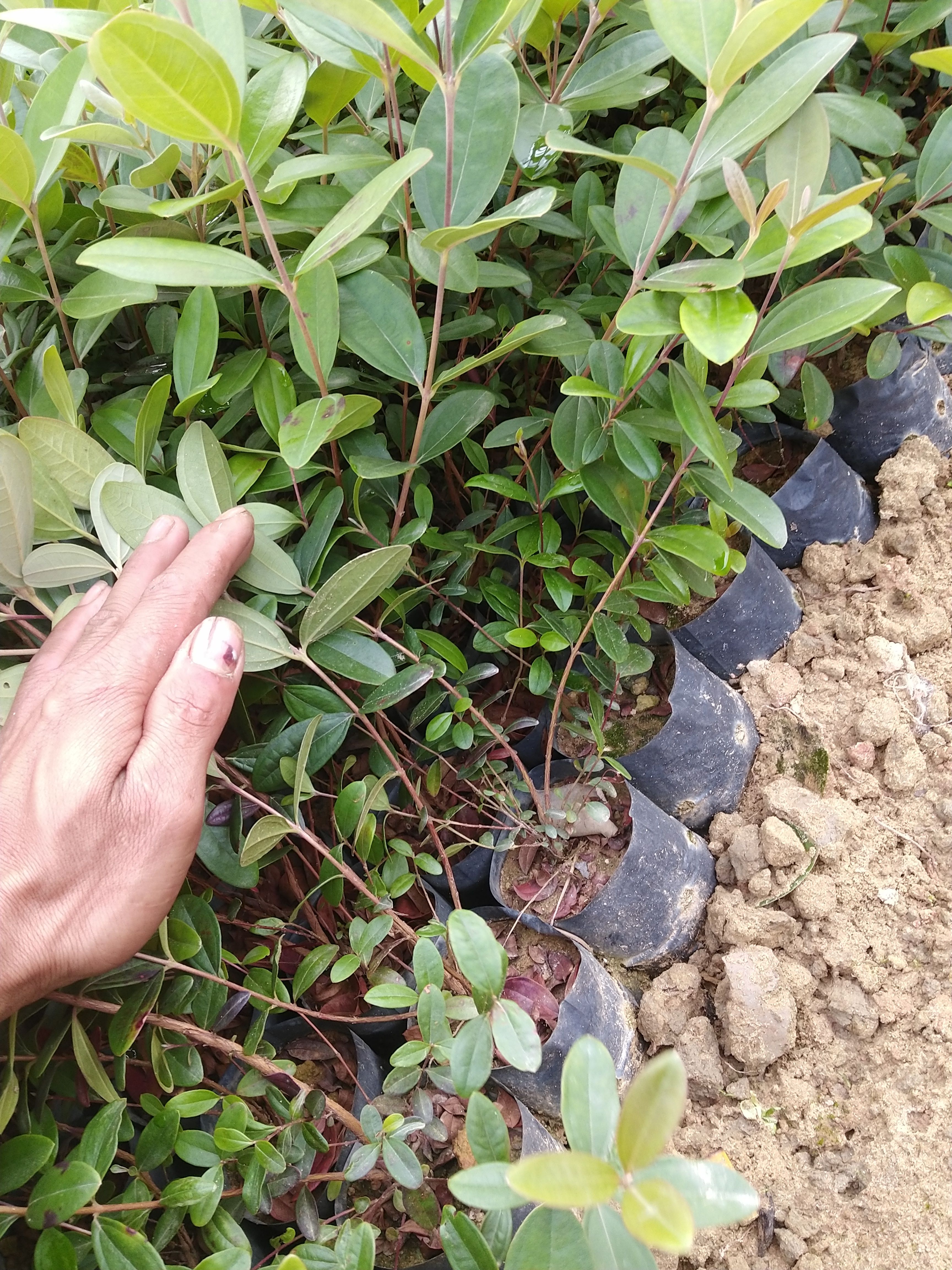 桃金娘苗 广东广州增城产地直供