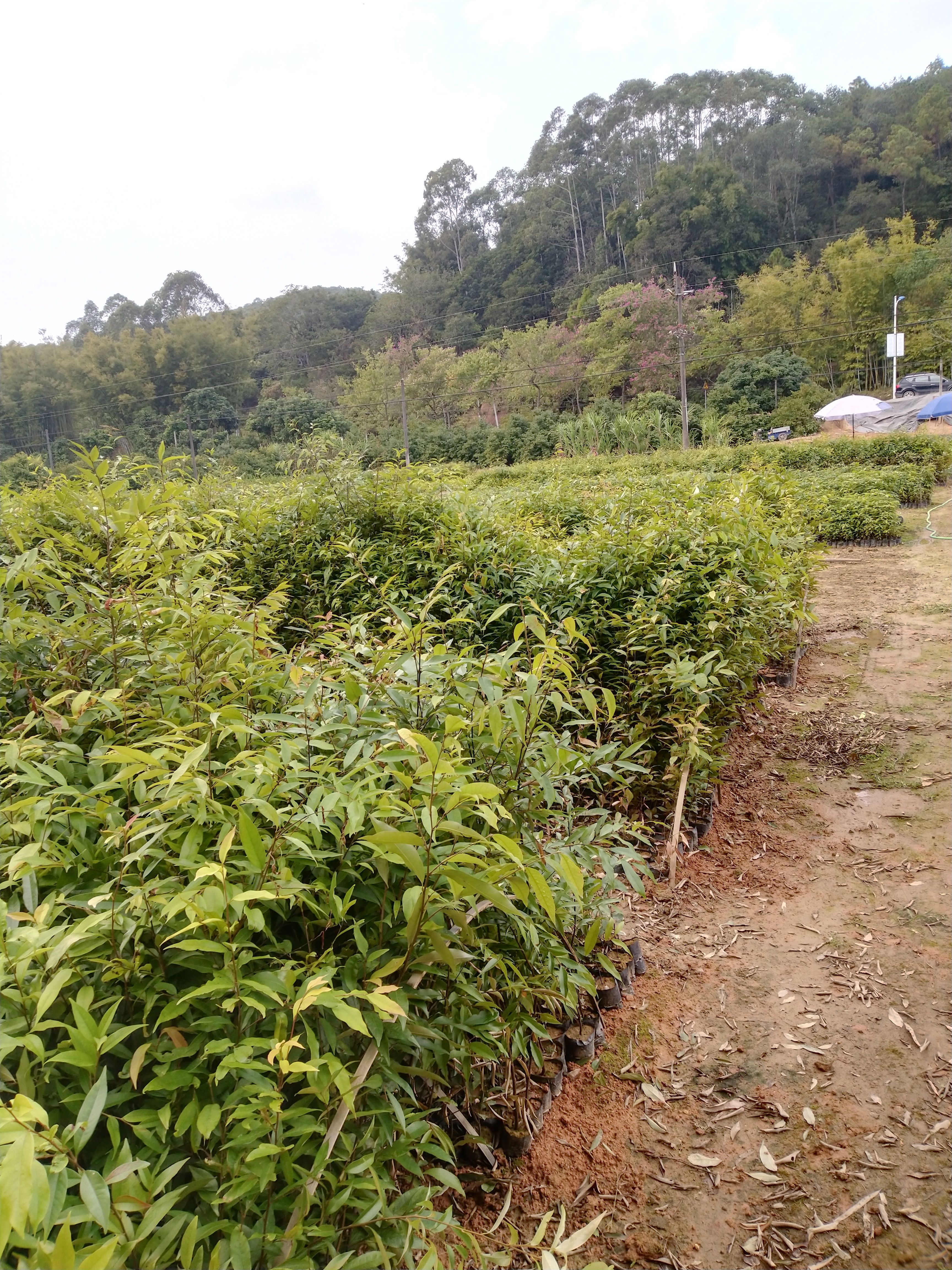 红椎树苗 广东广州增城发货 优质种苗