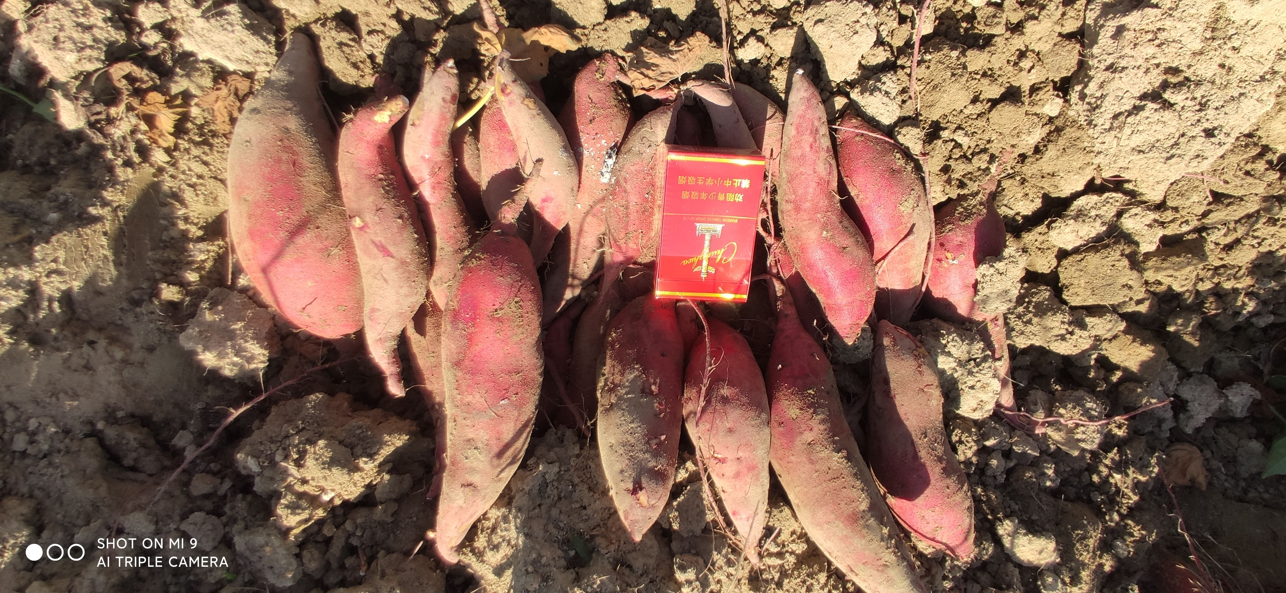 红心红薯  红薯 供应601