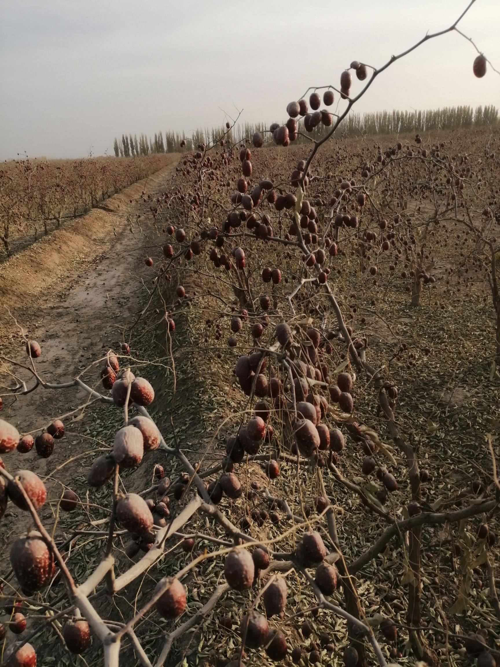 新疆阿拉尔老李家农场优质特级红枣，一手货源，假一赔十！