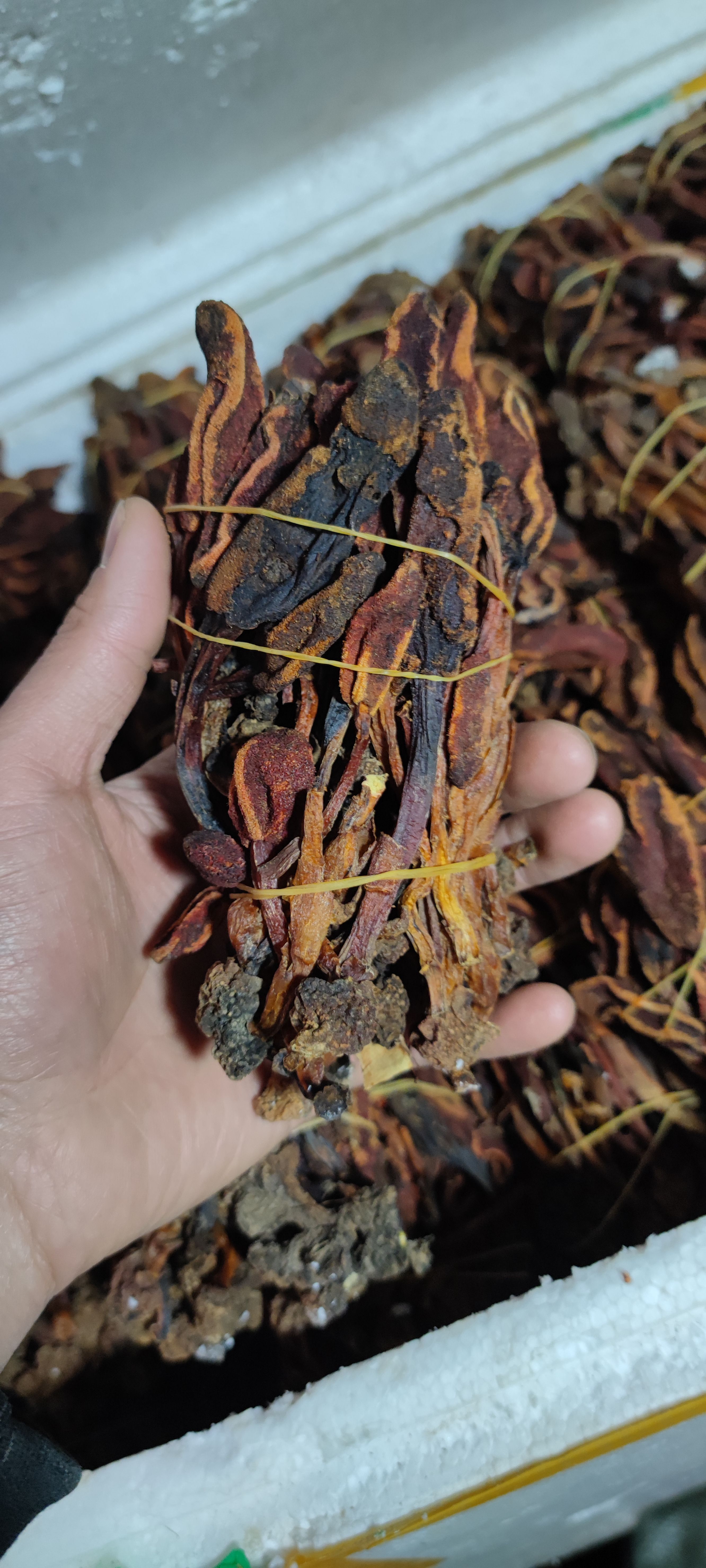 包邮  回春草 新货 不老草 顶天柱  量大从优