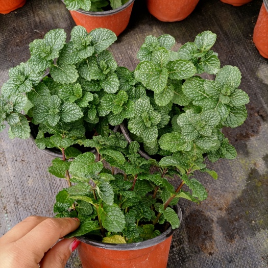 平湖市 薄荷盆栽