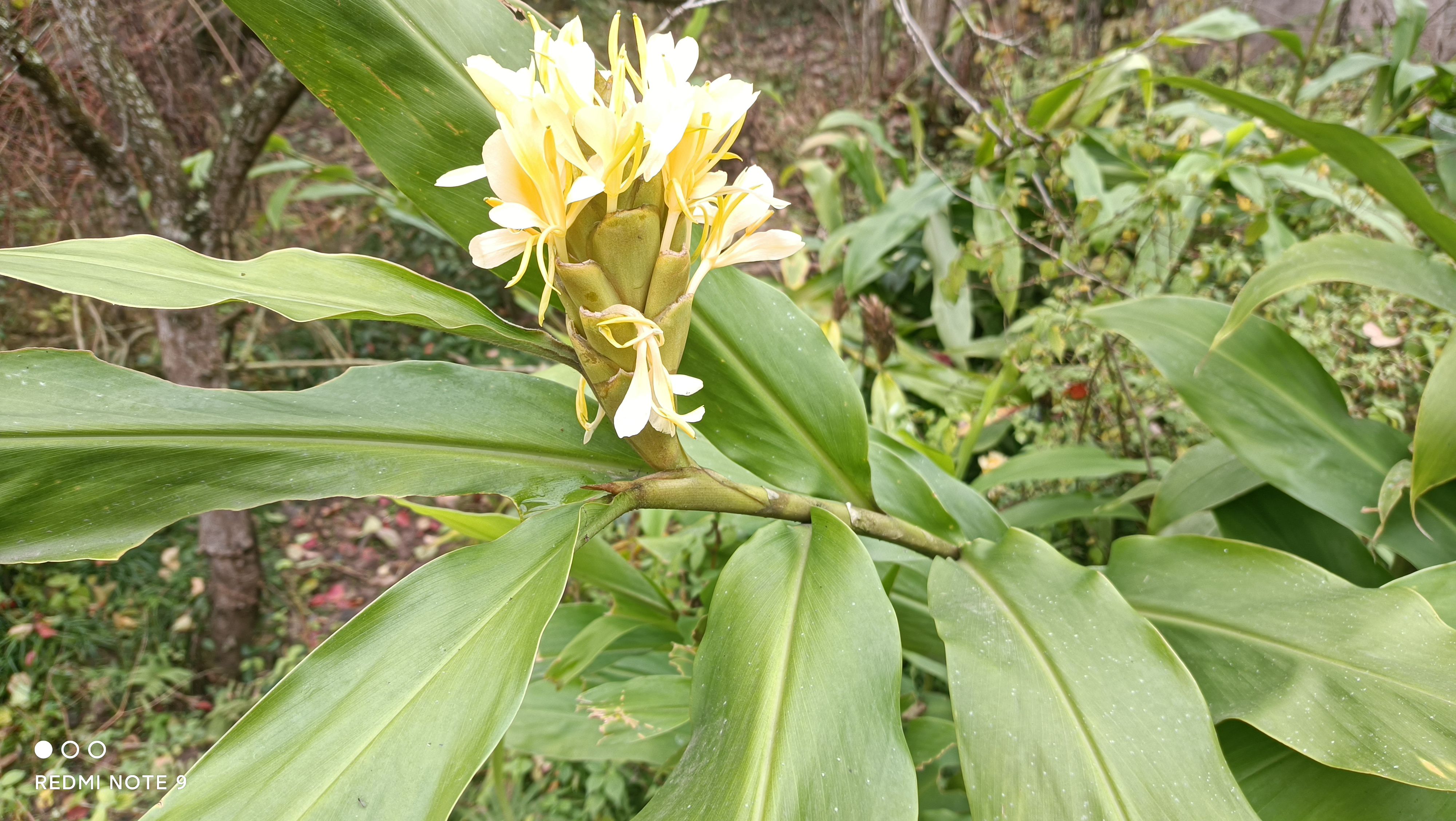 白姜(又名白姜花，)