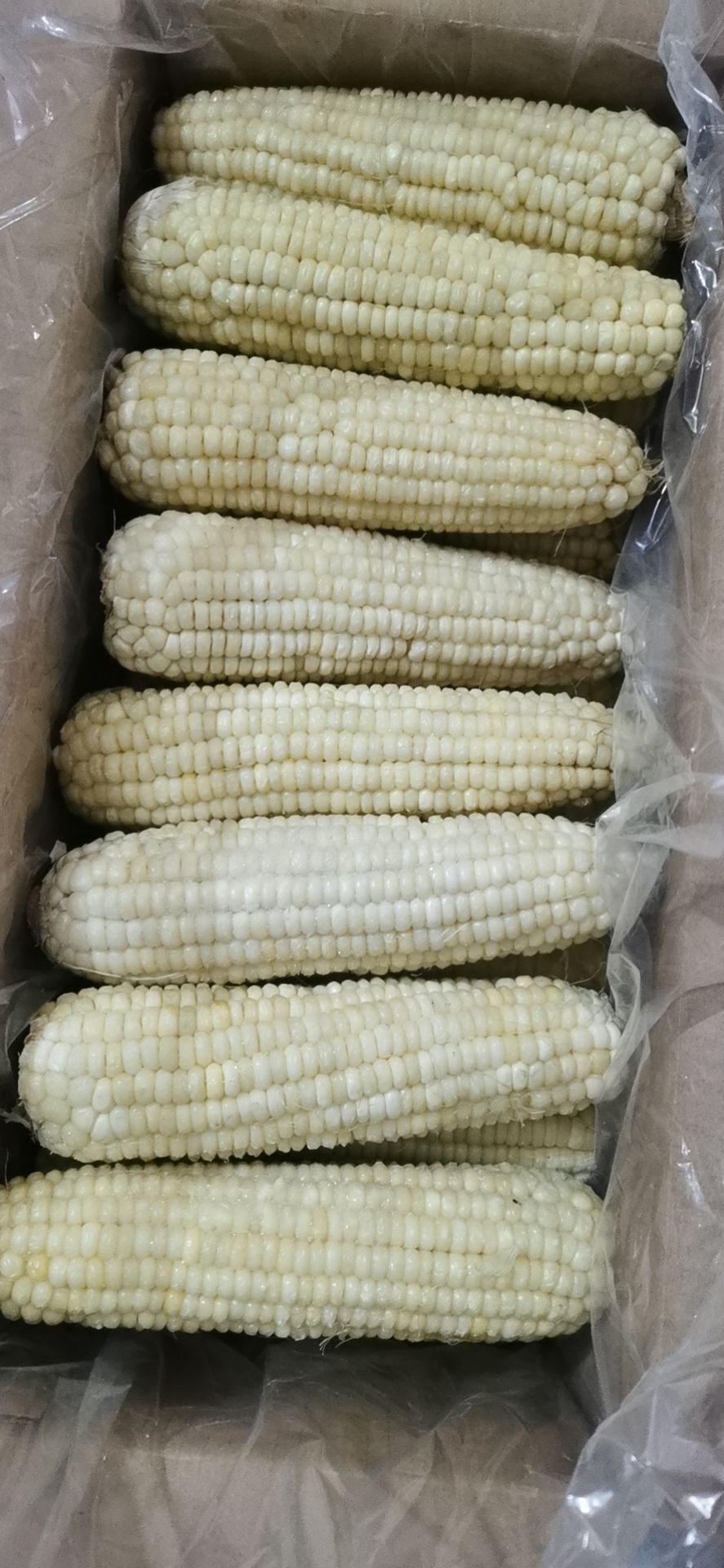 冻干玉米  玉米  速冻玉米