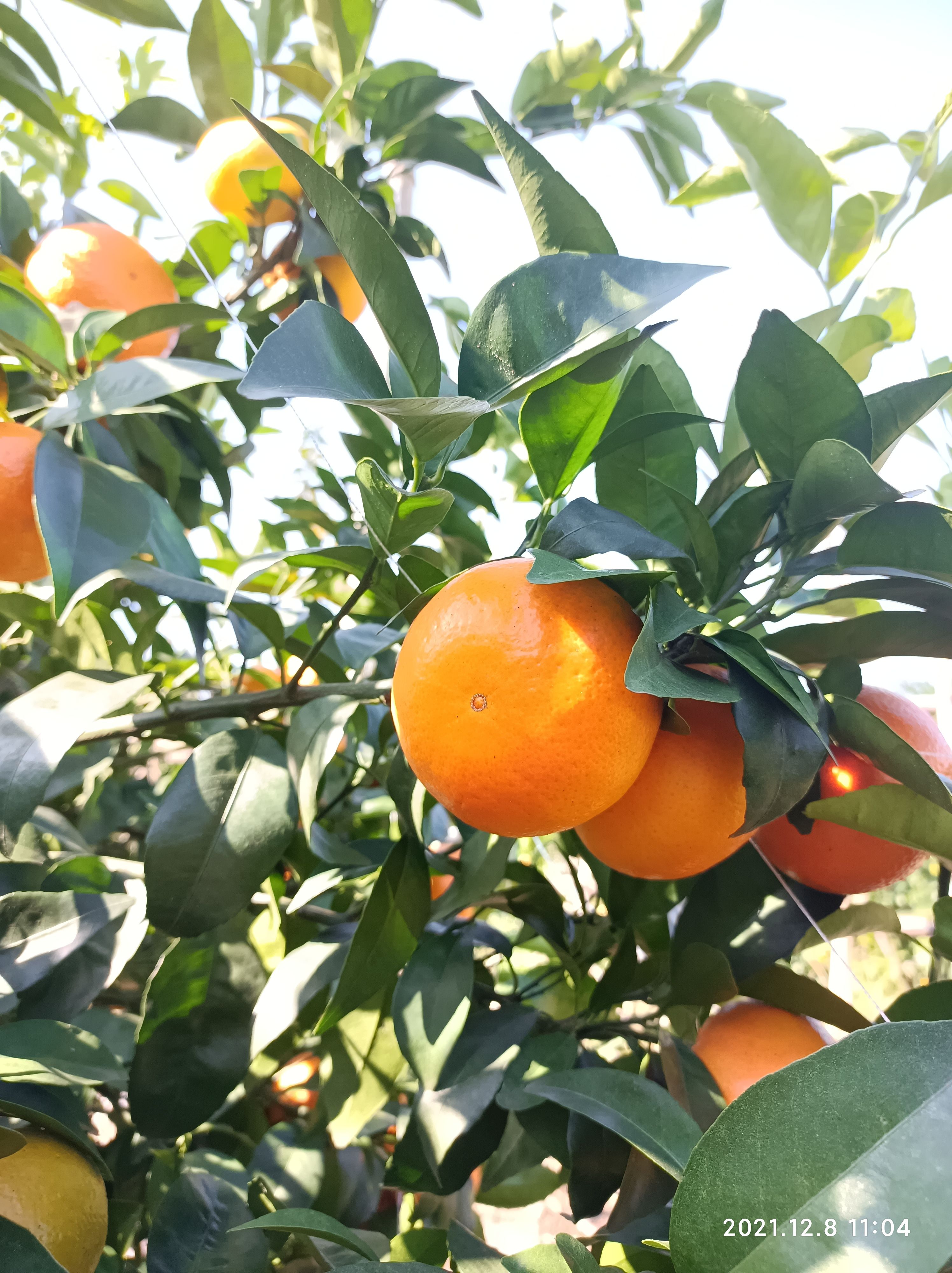 广西桂林恭城沃柑无核沃柑6年专业代办代发提供分拣一条龙服务