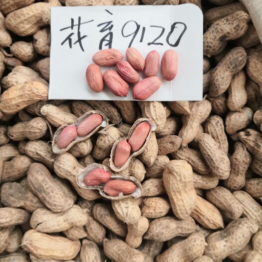 莱西市花育花生 优质高产的花育系列高产品