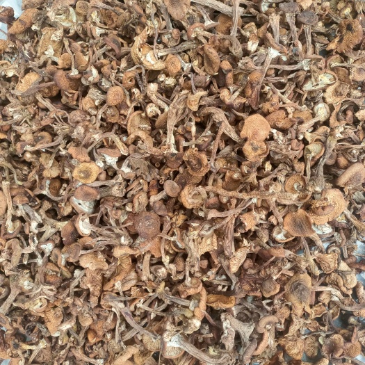 东宁市 东北烘干榛蘑