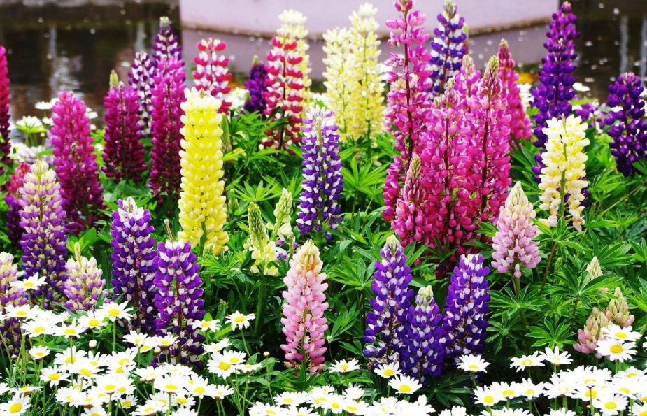 鲁冰花种子羽扇豆种子多年生花卉打造花海庭院花坛种植