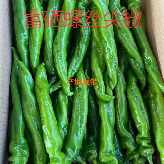 诏安县福建富硒螺丝尖椒 香 辣 嫩 脆
