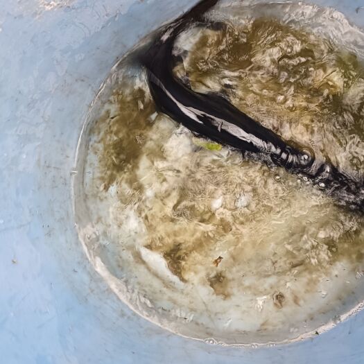 邻水县鲟鱼 鱼'怪鱼