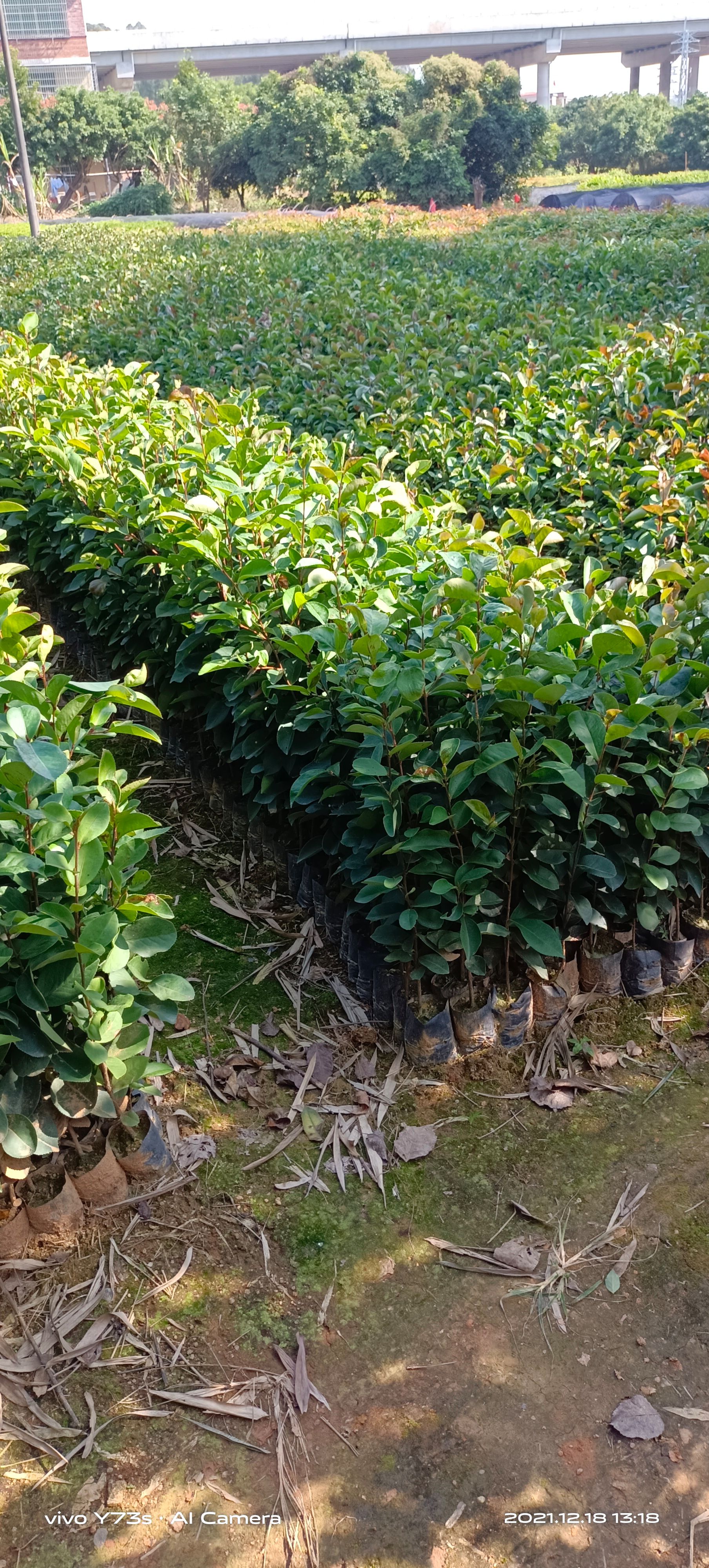 油茶树20-40公分高