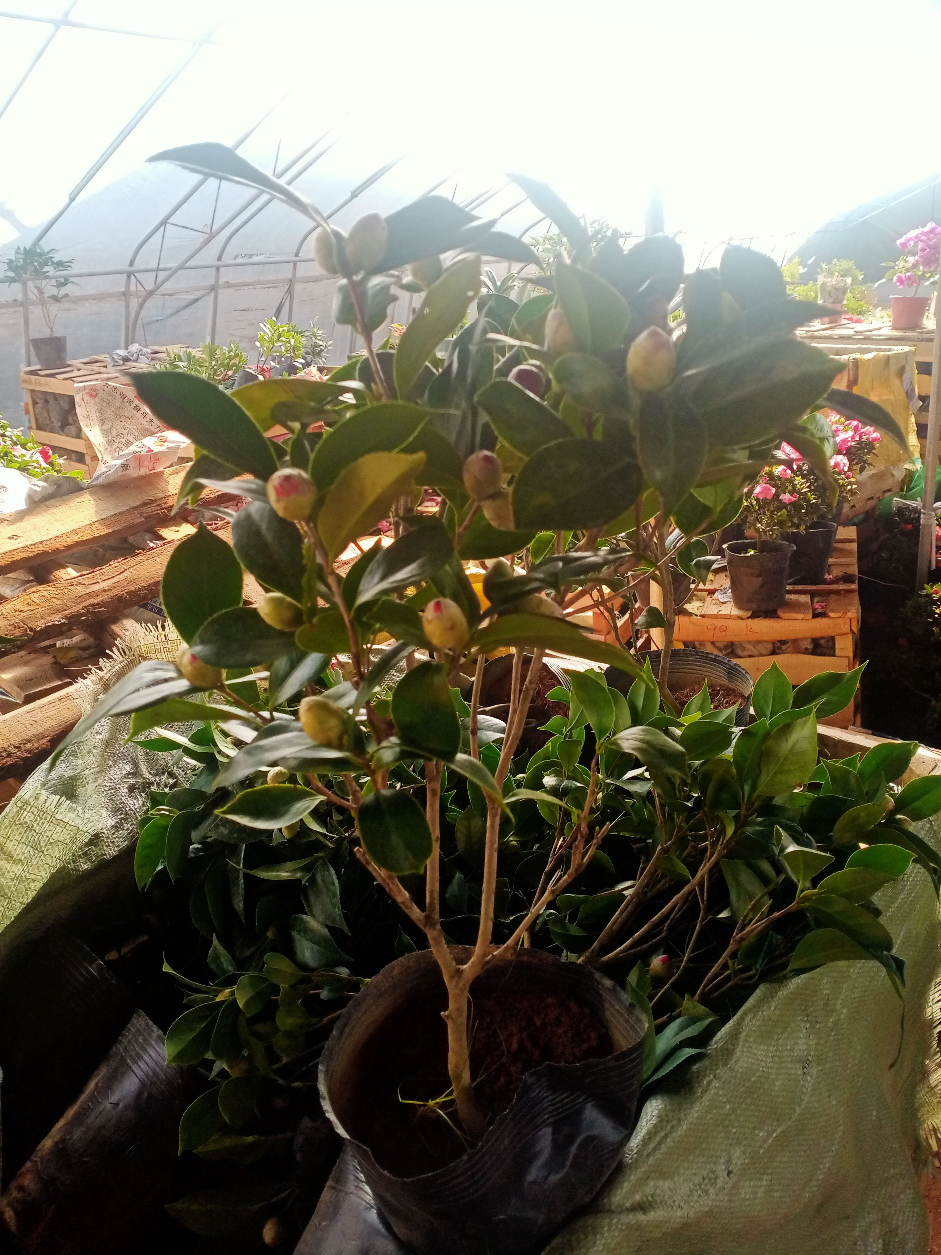 茶花盆栽五色赤丹带花苞四季山茶树苗香妃茶花室内室外花卉包邮价