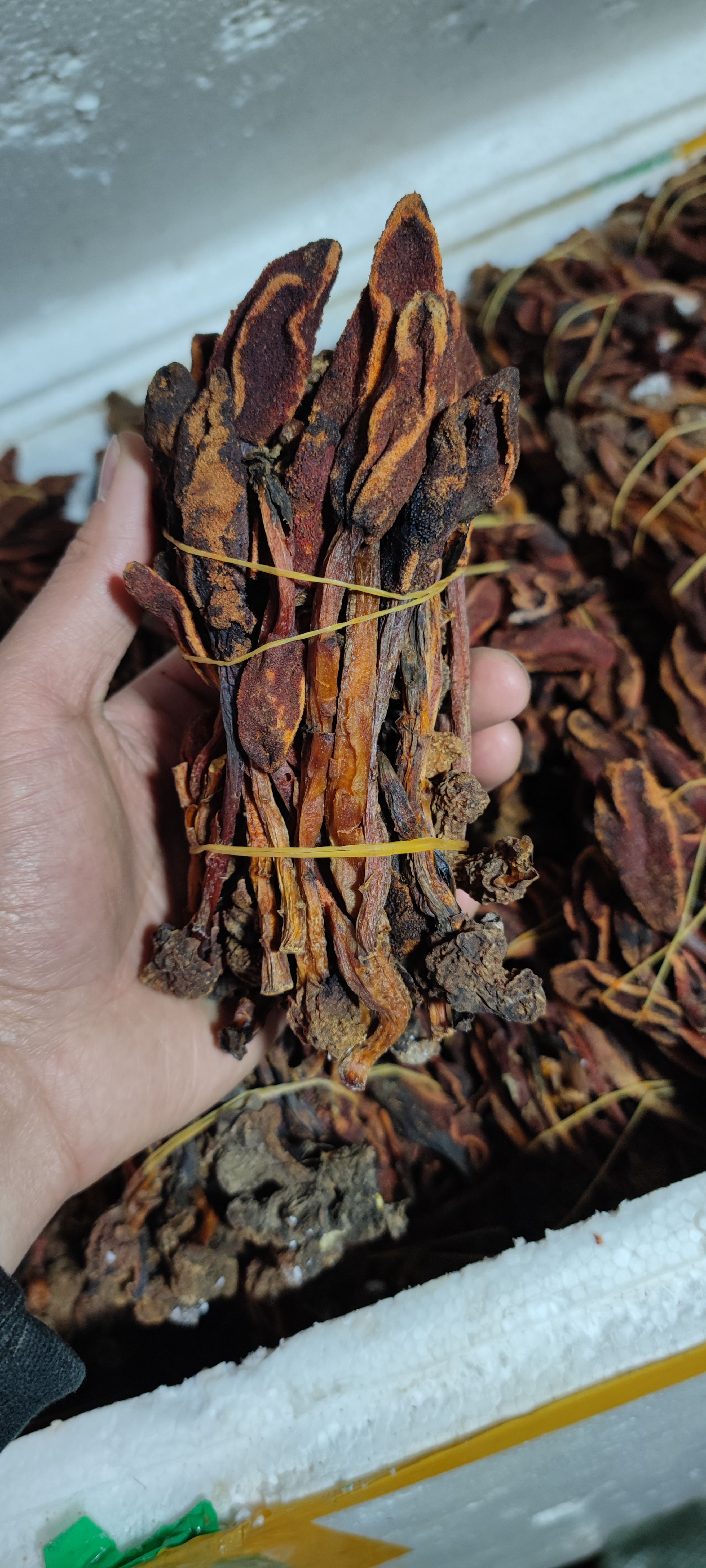 包邮  回春草 新货 不老草 顶天柱  量大从优