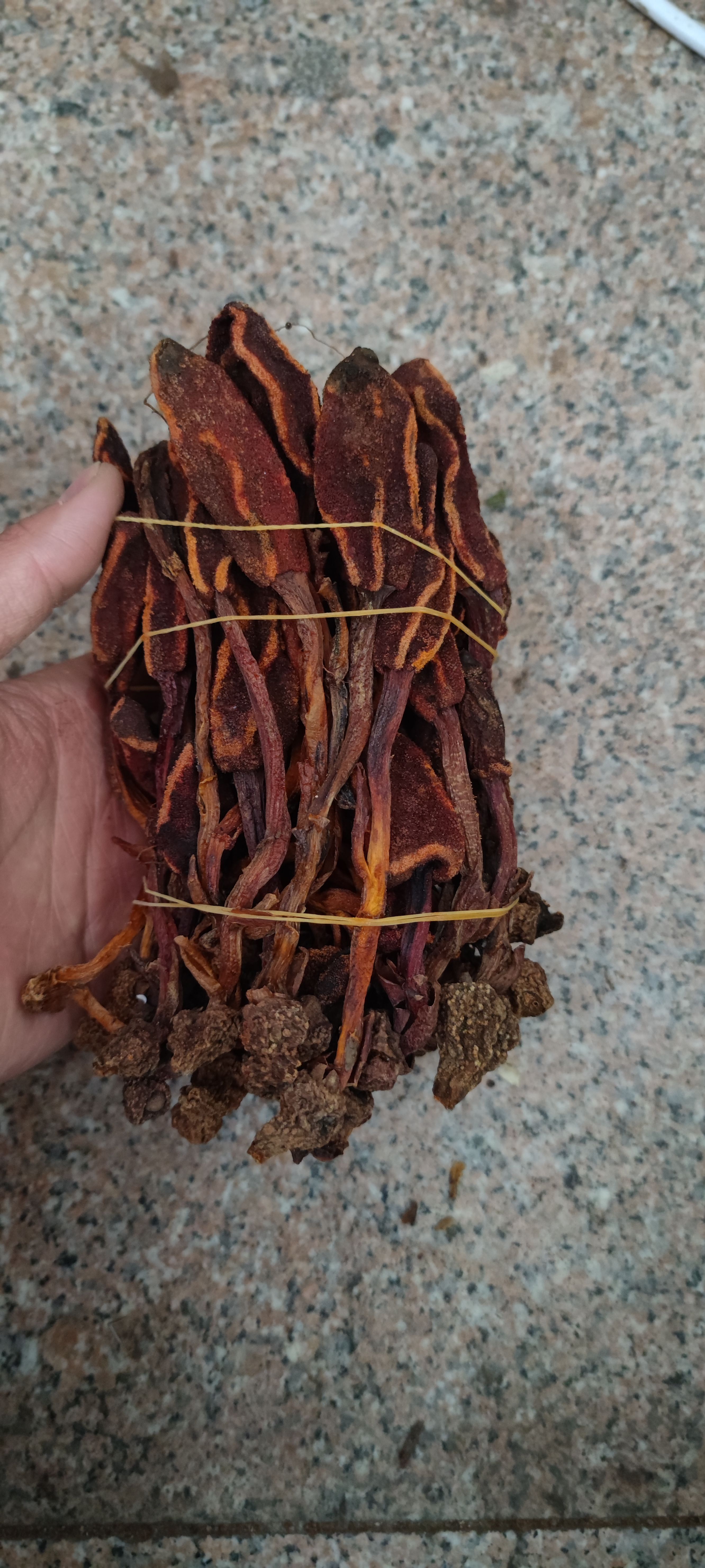 包邮  回春草 新货 不老草 顶天柱  量大从优