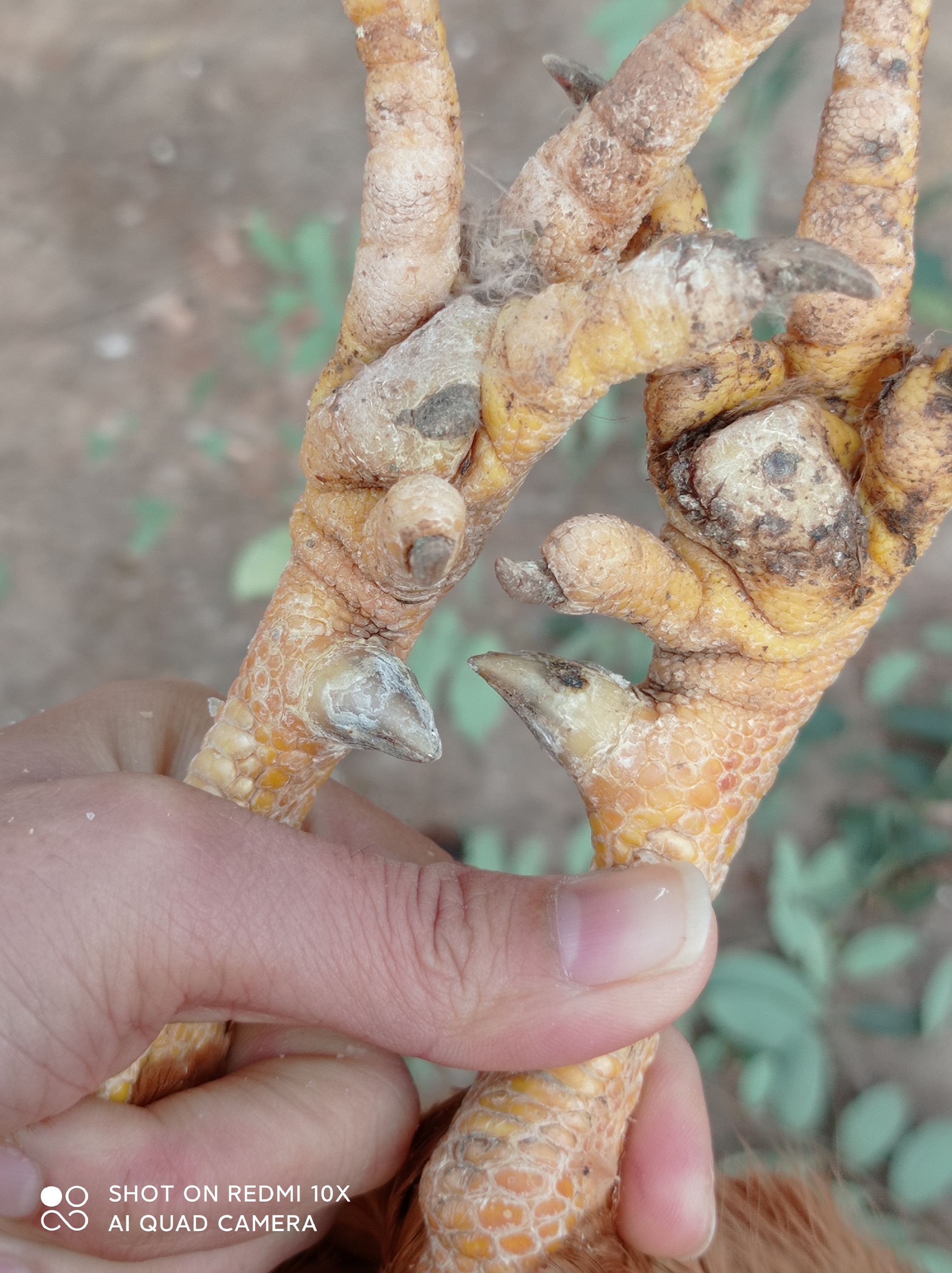 阉鸡 200日土阉，黄脚黄肉，钉头货。