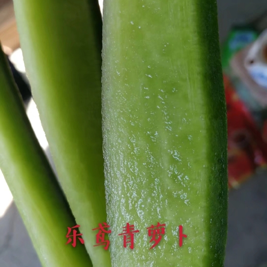 潍坊青萝卜 潍县萝卜