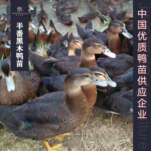 南宁半番鸭苗 黑木鸭苗