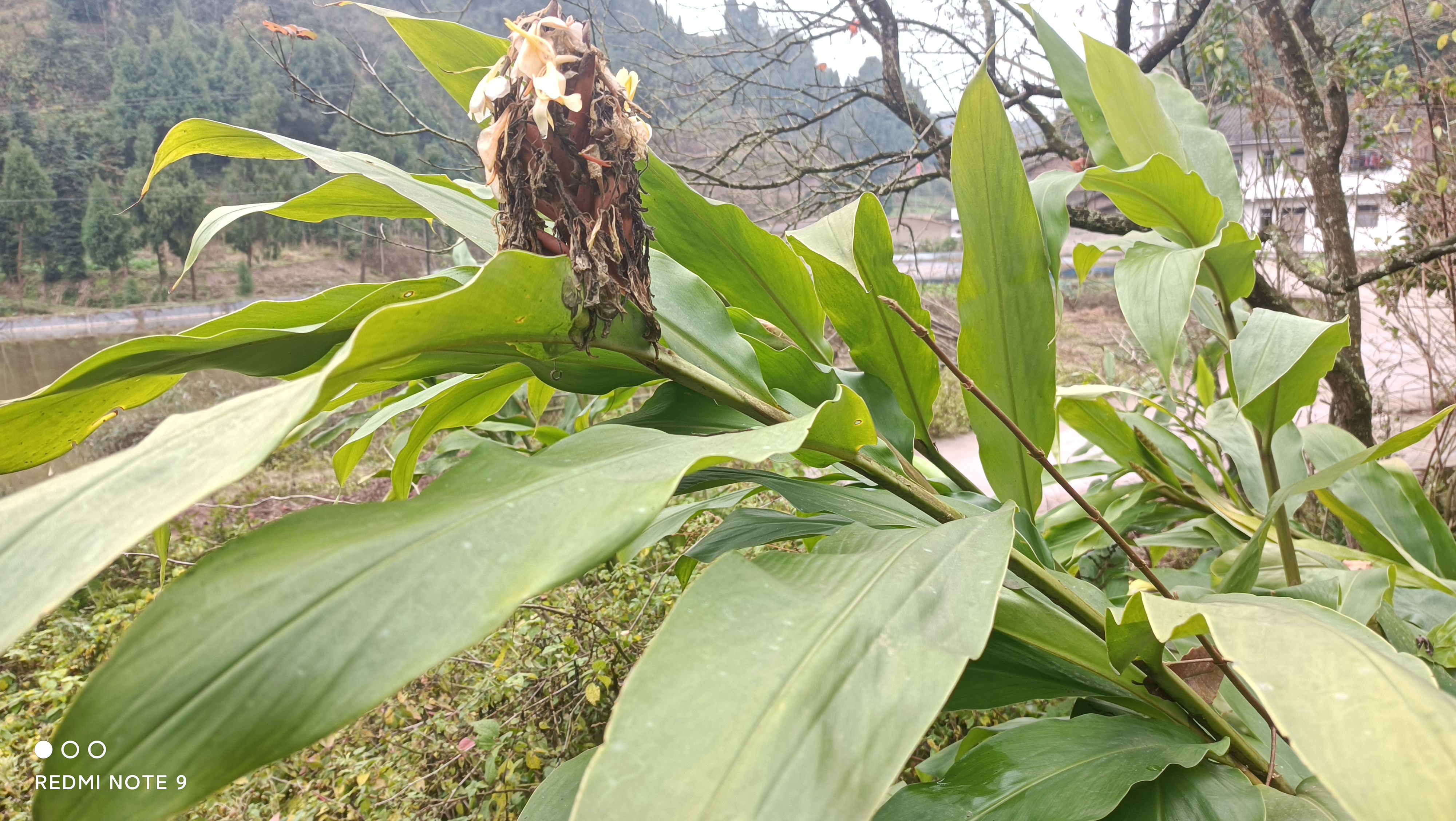 白姜(又名白姜花，)